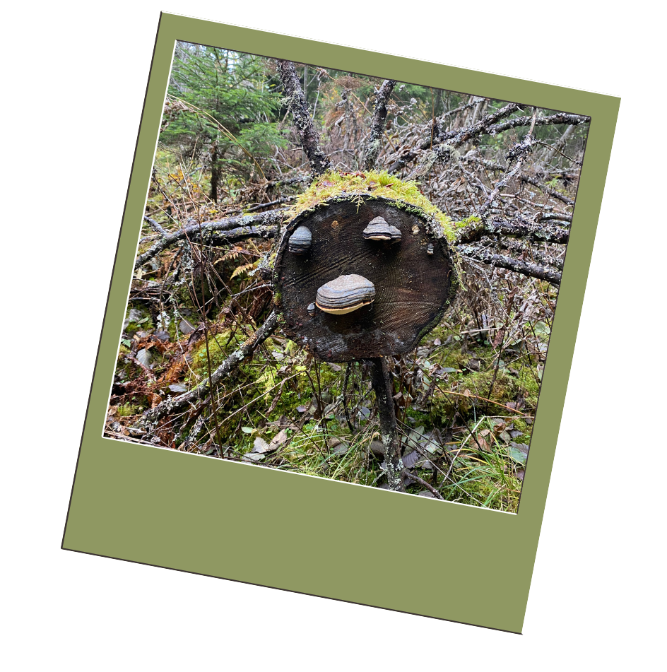 5 tips for å vekke skogsglede hos barna