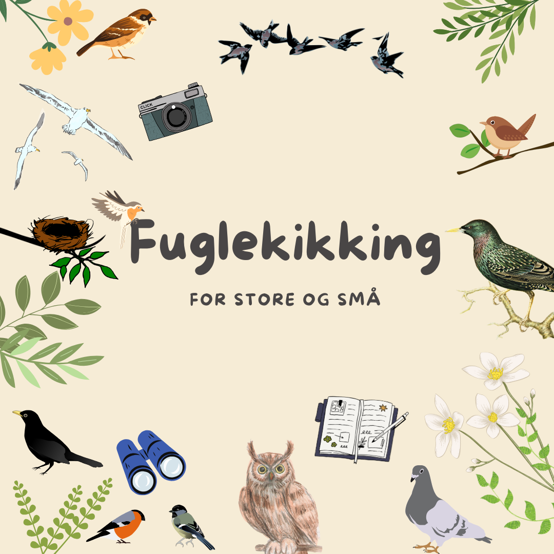 Fuglekikking